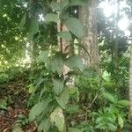 Ficus fistulosa Hostoa