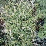 Lysimachia ephemerum Fleur