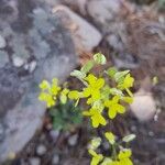 Biscutella cichoriifolia Цвят
