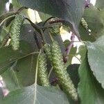 Alnus cordata Fruit