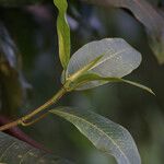 Ficus insipida Ліст