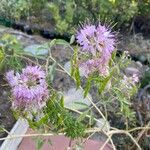 Cleomella serrulata Flower