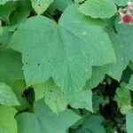 Rubus parviflorus Leaf