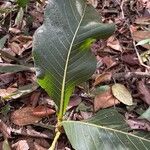 Curatella americana Fuelha