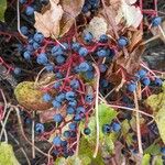 Parthenocissus tricuspidata Fruit