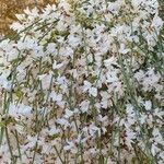 Retama raetam Fleur