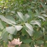 Maytenus senegalensis Leaf