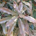 Photinia serratifolia Liść