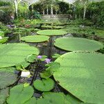 Victoria amazonica Habitat