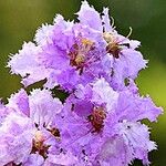 Lagerstroemia loudonii Кветка