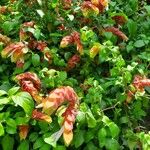 Justicia brandegeeana Flor