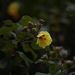 Hibiscus tiliaceus Flower