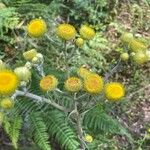 Helichrysum foetidum മറ്റ്