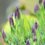 Lavandula stoechas Blüte