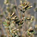 Brickellia californica Flower