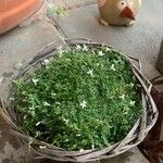 Arenaria balearica Hoja