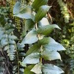 Coriaria ruscifolia Hoja