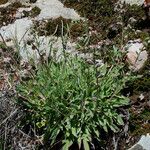 Phacelia mutabilis Hàbitat