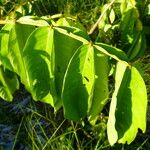 Inga edulis Leaf