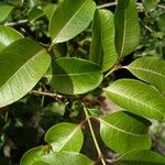 Cryptostegia grandiflora Leaf