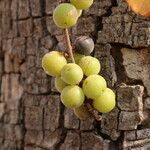Bridelia cathartica Fruto