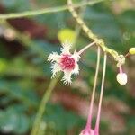 Phyllanthus pulcher Flor