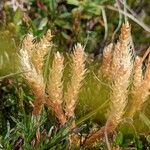 Selaginella selaginoides Fruto