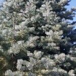 Abies concolor Fuelha