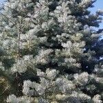 Abies concolor Blad