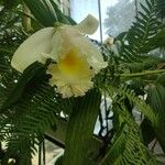 Sobralia macrophylla Кветка