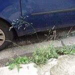 Agrostis stolonifera Plante entière