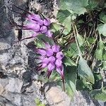Physoplexis comosa 花