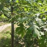 Quercus kelloggii पत्ता