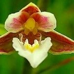 Epipactis palustris Blüte