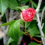 Camellia japonica Φύλλο