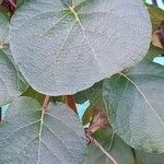 Actinidia chinensis List