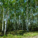 Betula pendula Buveinė