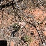 Abronia fragrans Fleur