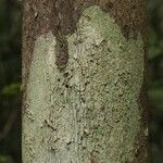 Mouriri nervosa Kabuk