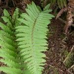 Polystichum ammifolium