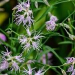 Dianthus superbus Flor