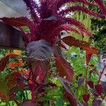 Amaranthus tricolor Агульны выгляд