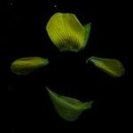 Crotalaria albida Fruit