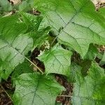 Solanum stramoniifolium Lehti