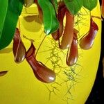 Nepenthes spp. Blodyn