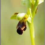 Ophrys sulcata Kita