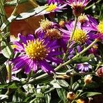 Aster ageratoides Flors