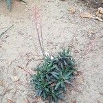 Gasteria obliqua Habit