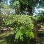 Albizia lebbeck Ліст