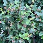 Cotoneaster acutifolius Yaprak